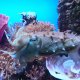 47- Une seiche a l'aquarium de Noumea 